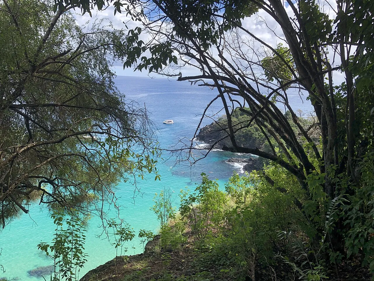 Vida marinha única